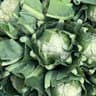 Cauliflower Small 