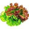 Lettuce: Fancy