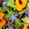 Nasturtium Mixed Salad