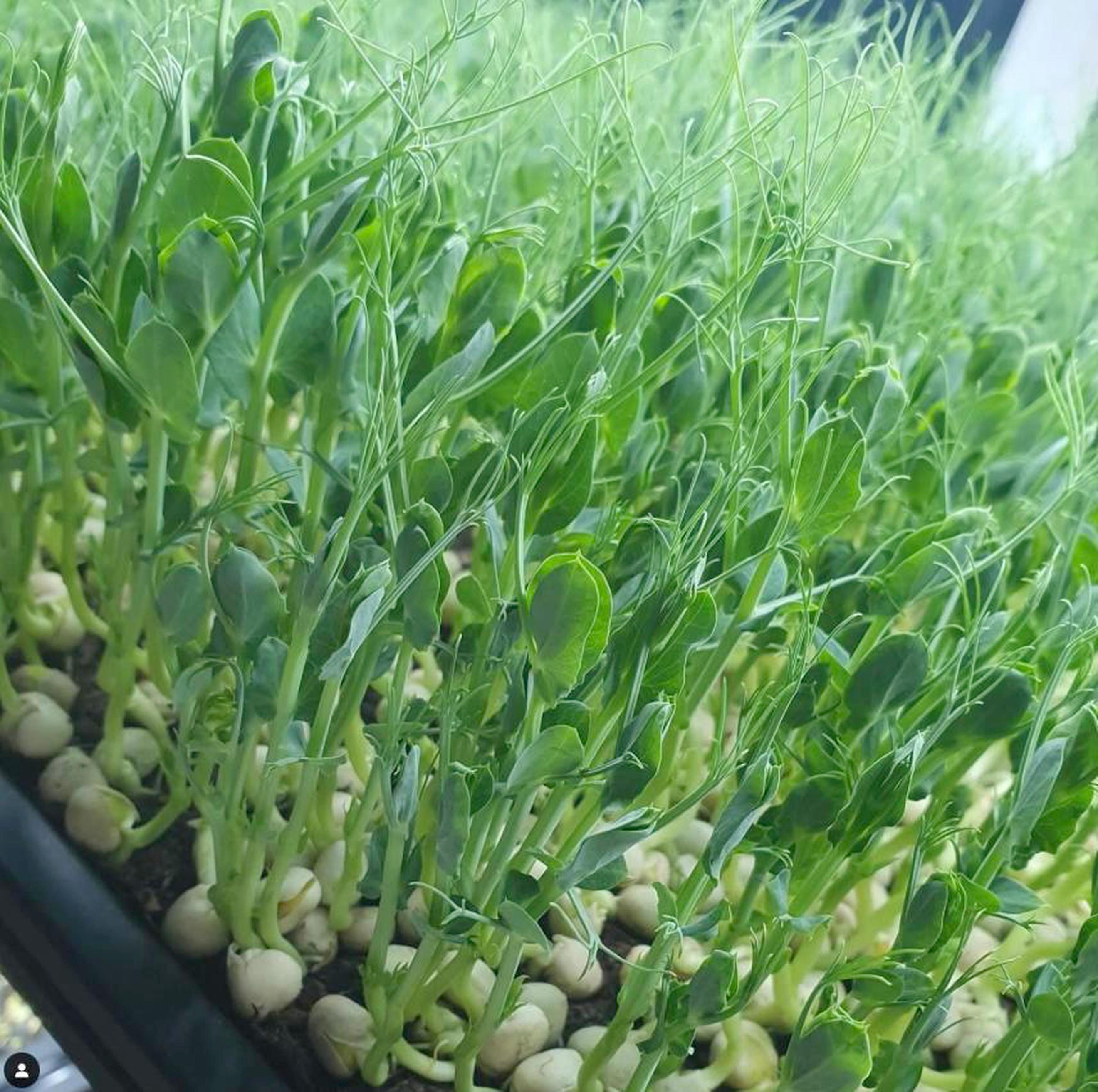 Pea Shoots