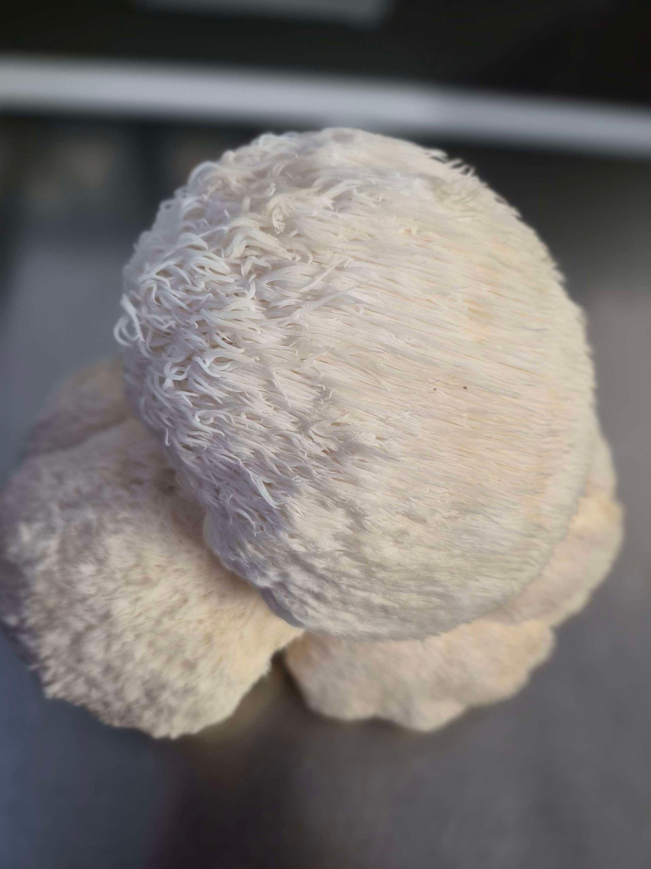 Lions Mane Mushroom